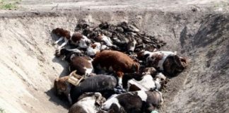 U čačanskim selima uginula 43 grla stoke od visoke temperature