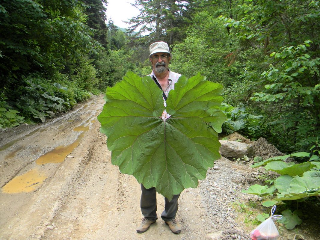 INTERVJU – Ibrahim Hadžić: U koroni sam pokazao sekutiće