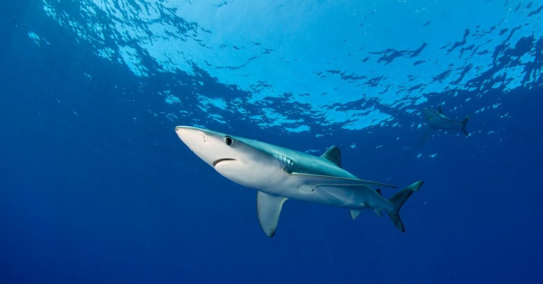 Australija: Žena preživela napad morskog psa