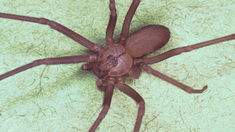 U Australiji pronađen najsmrtonosniji pauk na svijetu