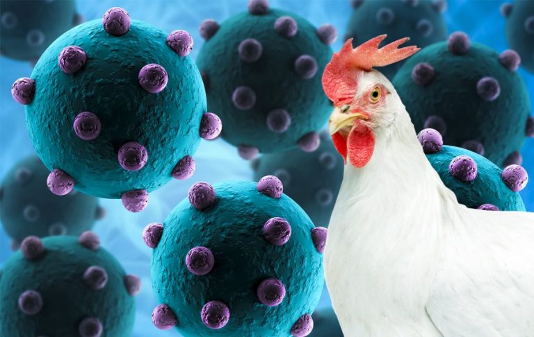 Ptičji grip u Australiji