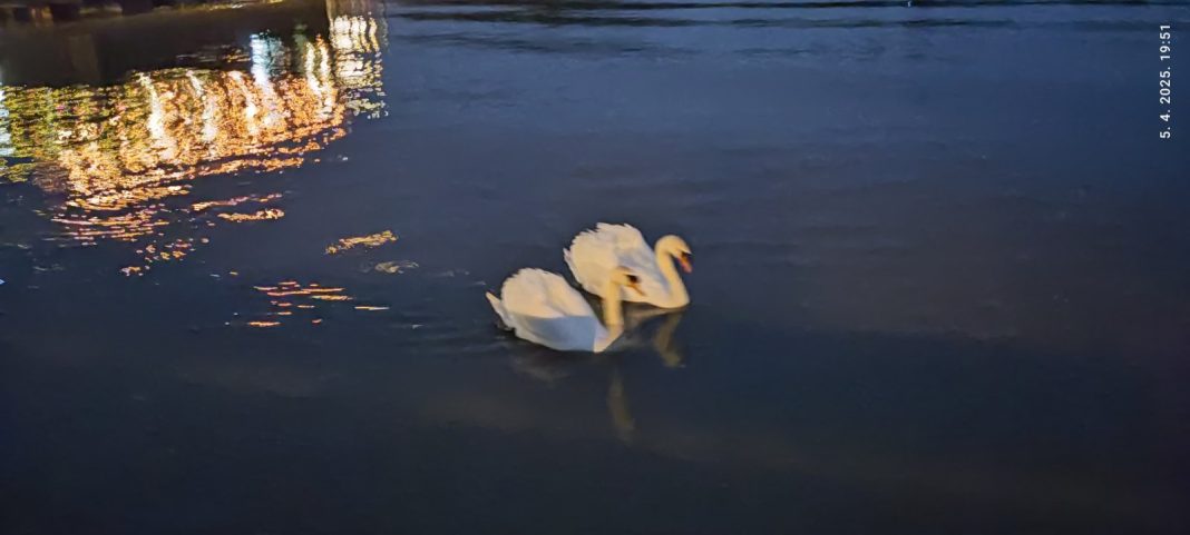 Labudovi i smeće na Savi