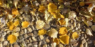 Hronologija najavljene smrti